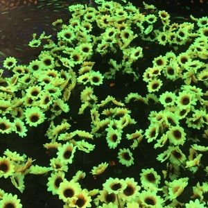 Meet your Posher, Jian